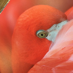 170gsm Silk Leaflets