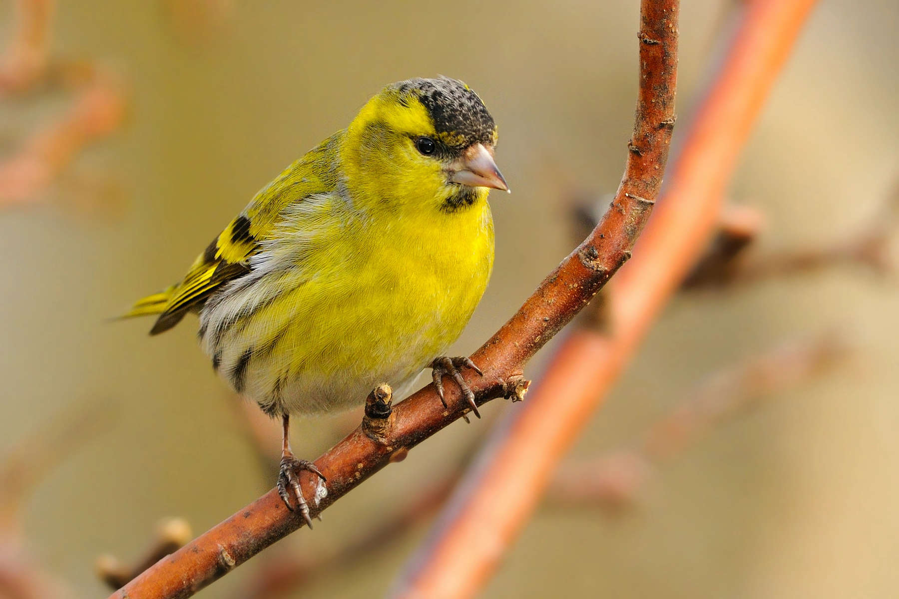 The Eurasian siskin (Spinus spinus) is a small passerine bird in the finch family Fringillidae 