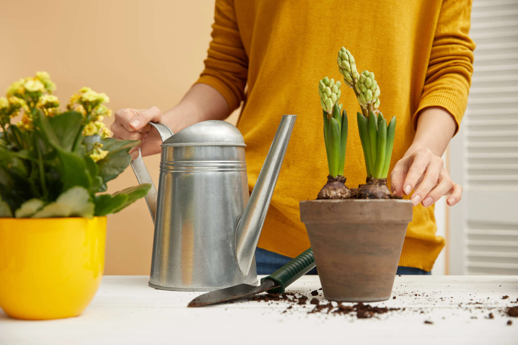 partial view of woman holding watering can and touching hyacinth in clay flowerpot 