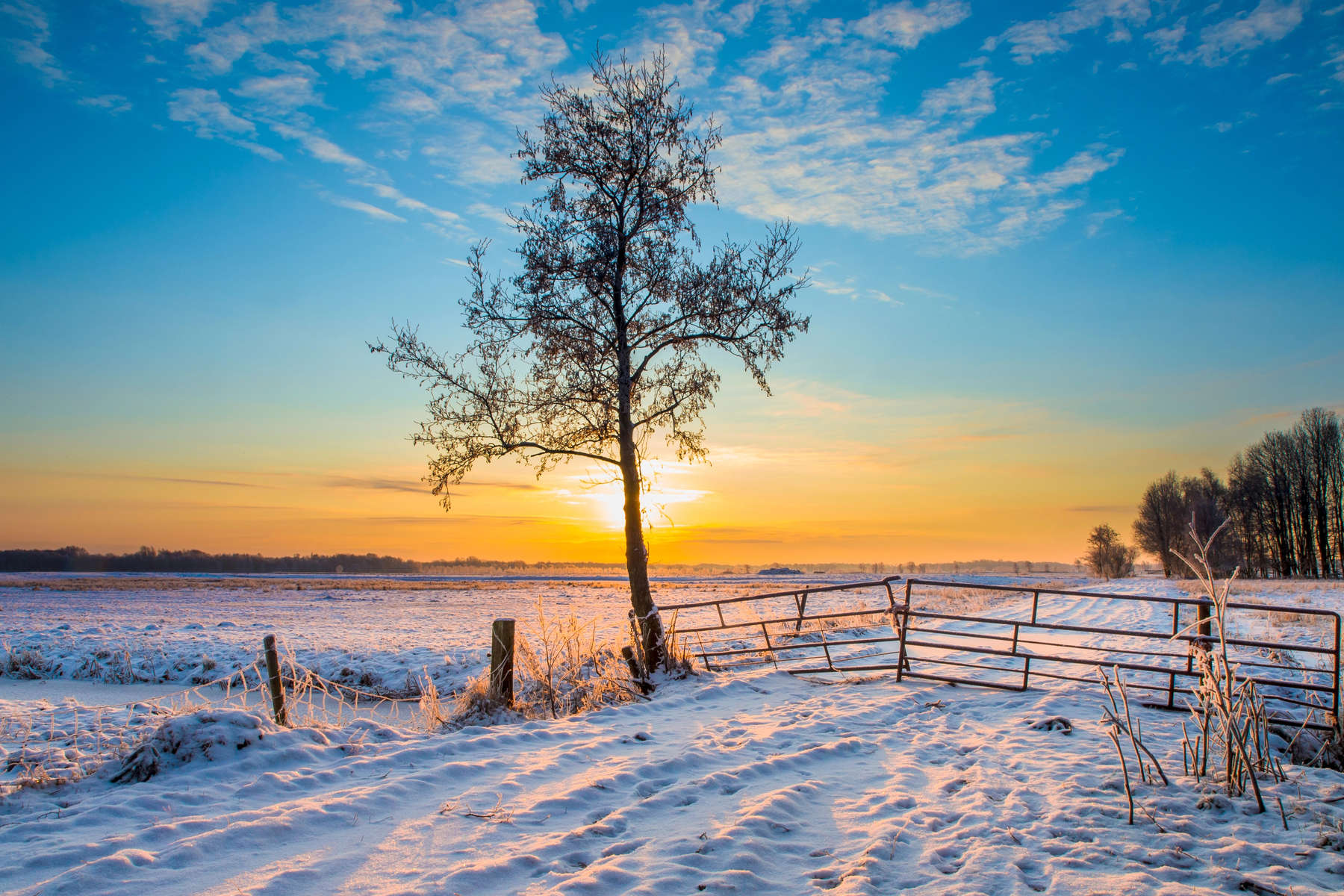Winter Landscape Tree