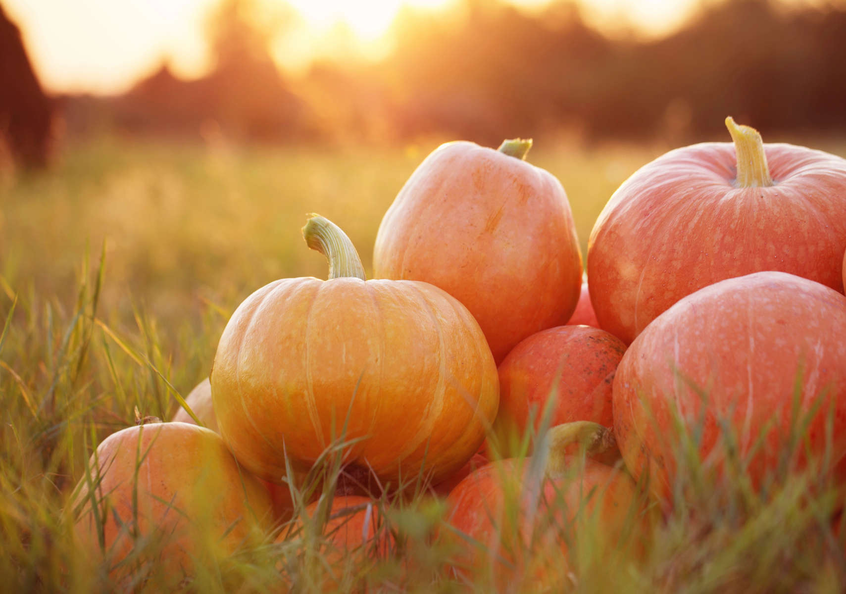 pumpkins outdoor