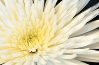 Business Card White Flower Florist  Collection by Templatecloud