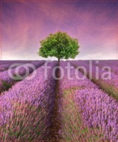 Photo Upload 16x20" with premium frame Photo Canvas by Templatecloud 