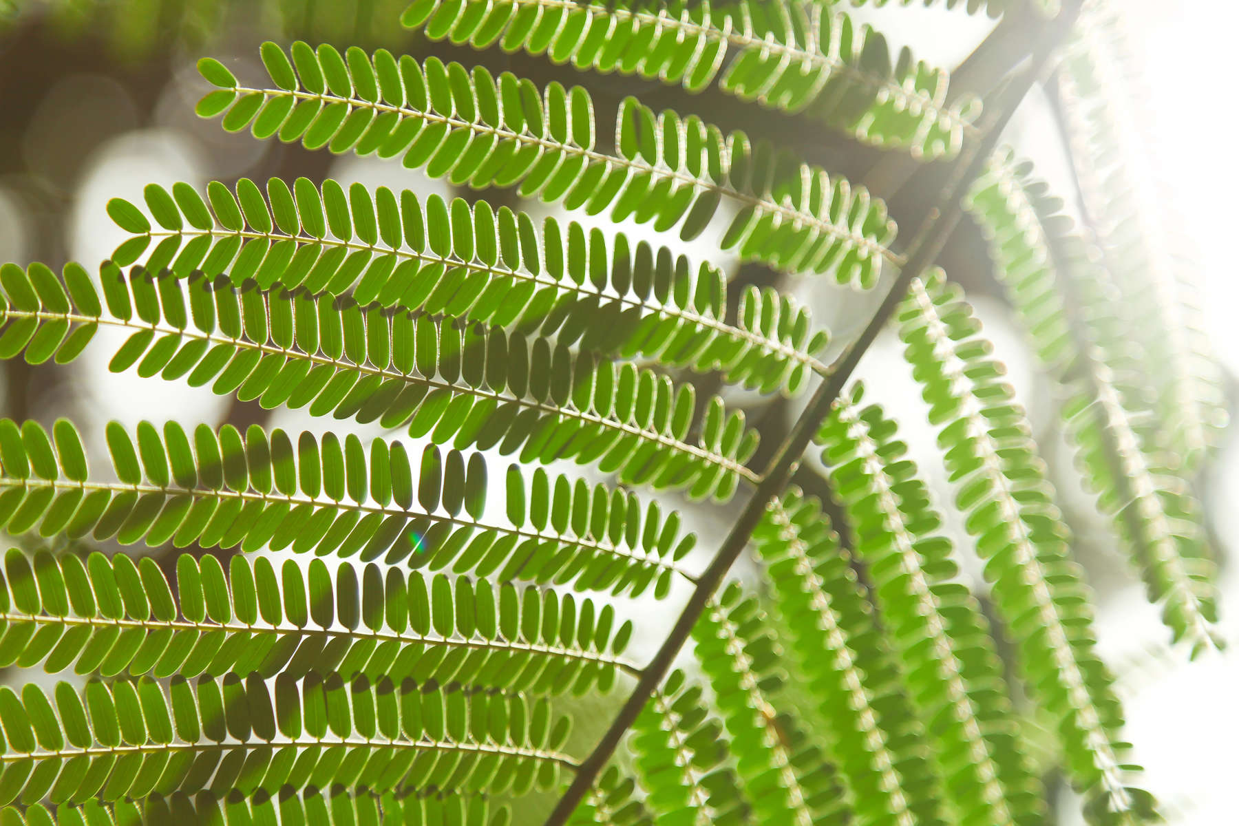 close-up shot of beautiful fern leaves in front of sun flare