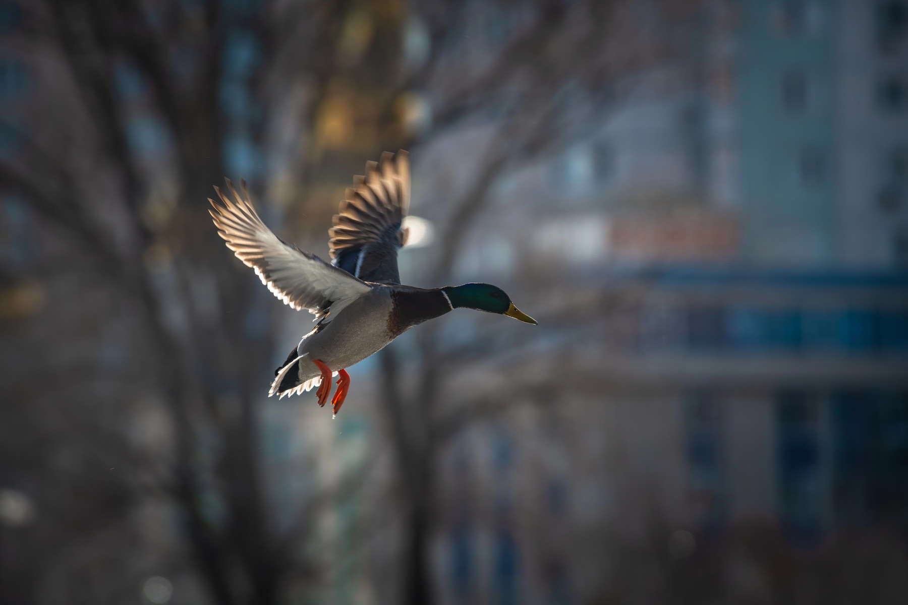 Duck mallard fly winter nature action life
